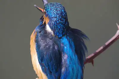 BORG77EDⅡで撮影した野鳥・カワセミの写真画像