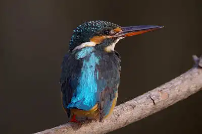 BORG77EDⅡで撮影した野鳥・カワセミの写真画像