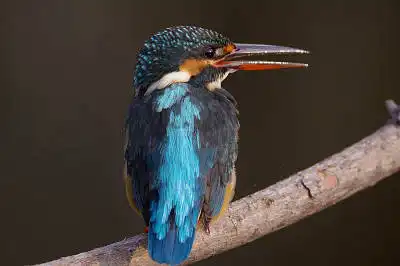 BORG77EDⅡで撮影した野鳥・カワセミの写真画像