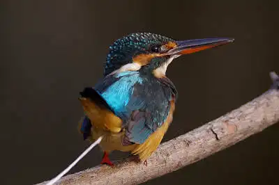 BORG77EDⅡで撮影した野鳥・カワセミの写真画像