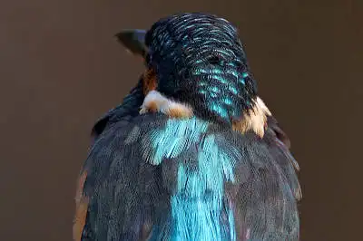 BORG77EDⅡで撮影した野鳥・カワセミの写真画像