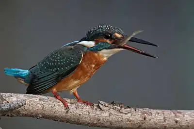 BORG77EDⅡで撮影した野鳥・カワセミの写真画像