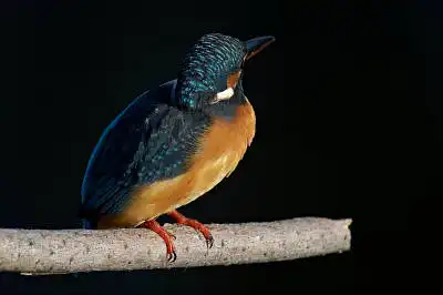 BORG77EDⅡで撮影した野鳥・カワセミの写真画像