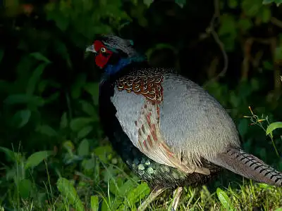 BORG77EDⅡで撮影した野鳥・キジの写真画像