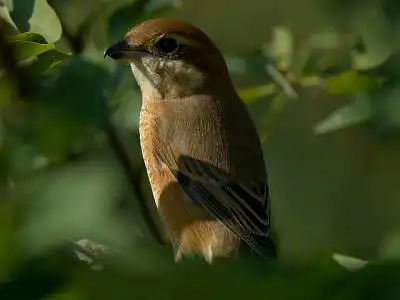 BORG77EDⅡで撮影した野鳥・モズの写真画像