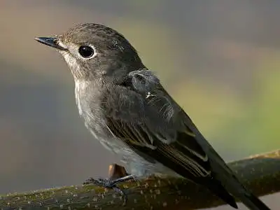 BORG77EDⅡで撮影した野鳥・コサメビタキの写真画像