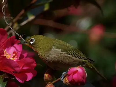 BORG77EDⅡで撮影した野鳥・メジロの写真画像