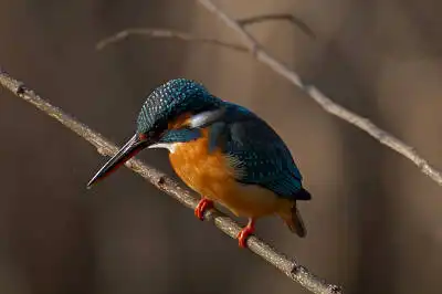 BORG77EDⅡで撮影した野鳥・カワセミの写真画像
