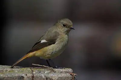 BORG77EDⅡで撮影した野鳥・ジョウビタキの写真画像