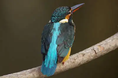 BORG77EDⅡで撮影した野鳥・カワセミの写真画像