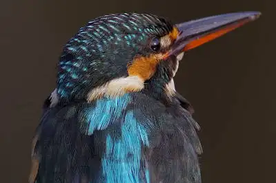 BORG77EDⅡで撮影した野鳥・カワセミの写真画像