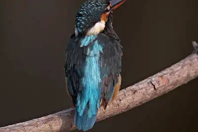 BORG77EDⅡで撮影した野鳥・カワセミの写真画像