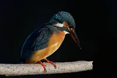 BORG77EDⅡで撮影した野鳥・カワセミの写真画像