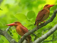 BORG77EDⅡユーザー作品、BORG77EDⅡで撮影した野鳥・アカショウビンの写真画像