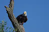 BORG77EDⅡユーザー作品、BORG77EDⅡで撮影した写した野鳥の写真画像