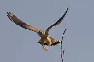 BORG77EDⅡユーザー作品、BORG77EDⅡで撮影した野鳥・チョウゲンボウの写真画像