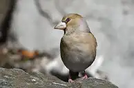 BORG77EDⅡユーザー作品、BORG77EDⅡで撮影した野鳥・シメの写真画像