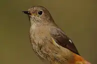 BORG77EDⅡユーザー作品、BORG77EDⅡで撮影した野鳥・ジョウビタキの写真画像