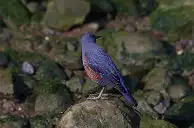 BORG77EDⅡユーザー作品、BORG77EDⅡで撮影した野鳥・イソヒヨドリの写真画像