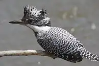 BORG77EDⅡユーザー作品、BORG77EDⅡで撮影した野鳥・ヤマセミの写真画像