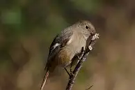 BORG77EDⅡユーザー作品、BORG77EDⅡで撮影した野鳥・ジョウビタキの写真画像