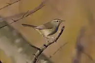 BORG77EDⅡユーザー作品、BORG77EDⅡで撮影した野鳥・ウグイスの写真画像