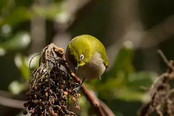 BORG89EDで撮影した撮影した野鳥・メジロの写真画像