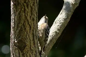 BORG89EDで撮影した撮影した野鳥・コゲラの写真画像