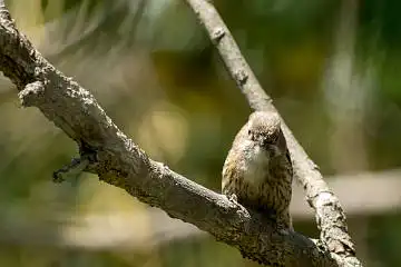 BORG89EDで撮影した撮影した野鳥・コゲラの写真画像