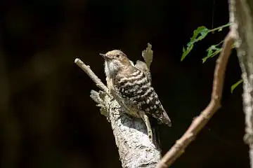 BORG89EDで撮影した撮影した野鳥・コゲラの写真画像