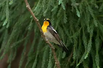 BORG89EDで撮影した撮影した野鳥・キビタキの写真画像