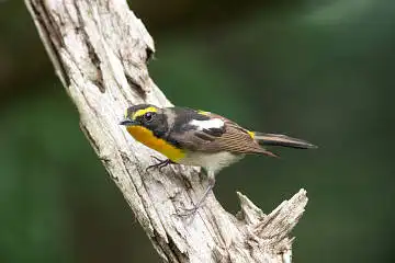 BORG89EDで撮影した撮影した野鳥・キビタキの写真画像