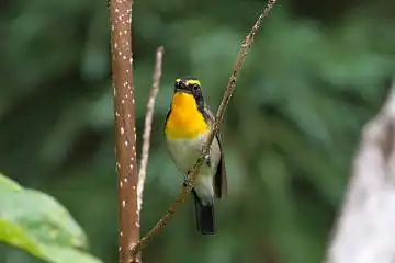 BORG89EDで撮影した撮影した野鳥・キビタキの写真画像
