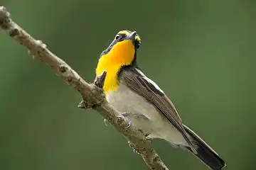 BORG89EDで撮影した撮影した野鳥・キビタキの写真画像