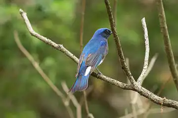 BORG89EDで撮影した撮影した野鳥・オオルリの写真画像