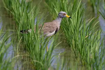 BORG89EDで撮影した撮影した野鳥・ケリの写真画像