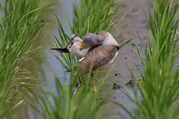 BORG89EDで撮影した撮影した野鳥・ケリの写真画像