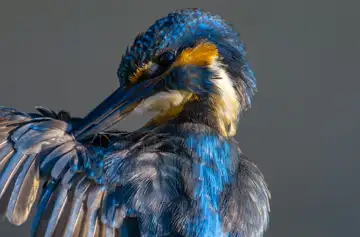 BORG89EDで撮影した撮影した野鳥・カワセミの写真画像