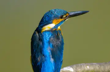 BORG89EDで撮影した撮影した野鳥・カワセミの写真画像