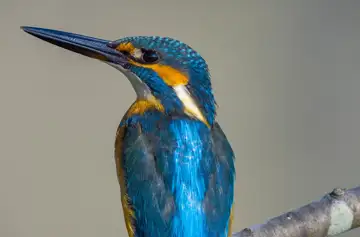 BORG89EDで撮影した撮影した野鳥・カワセミの写真画像