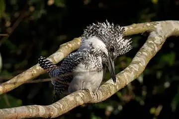 BORG89EDで撮影した撮影した野鳥・ヤマセミの写真画像