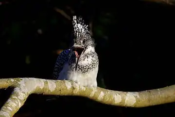 BORG89EDで撮影した撮影した野鳥・ヤマセミの写真画像