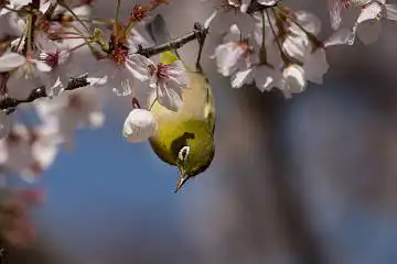 BORG89EDで撮影した撮影した野鳥・メジロの写真画像