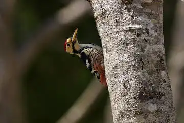 BORG89EDで撮影した撮影した野鳥・オオアカゲラの写真画像