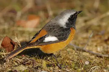 BORG89EDで撮影した撮影した野鳥・ジョウビタキの写真画像