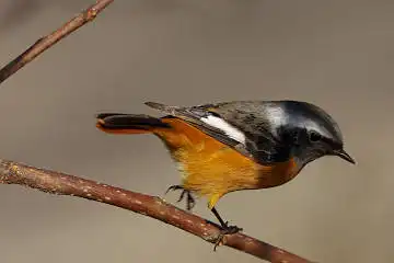 BORG89EDで撮影した撮影した野鳥・ジョウビタキの写真画像