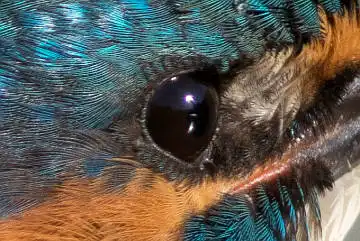 BORG89EDで撮影した写した野鳥・カワセミの目の写真画像