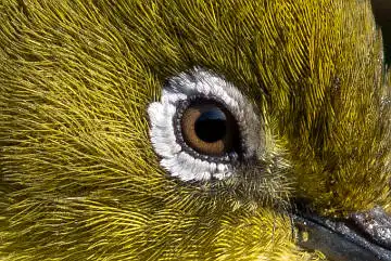 BORG89EDで撮影した写した野鳥・メジロの目の写真画像