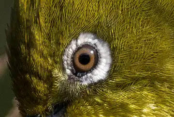BORG89EDで撮影した写した野鳥・メジロの目の写真画像