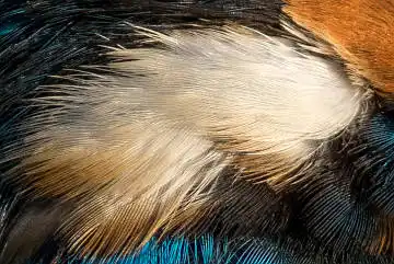 BORG89EDで撮影した写した野鳥・カワセミの白い羽毛の写真画像